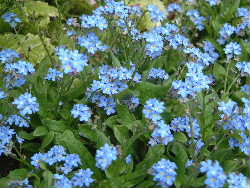 물망초forgetmenot 이미지