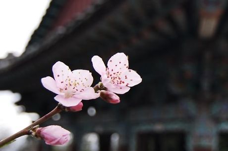 인정(人情) 이미지