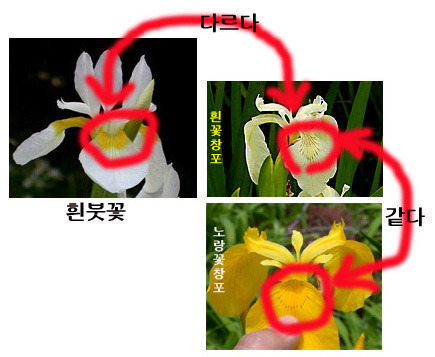 꽃창포 이미지