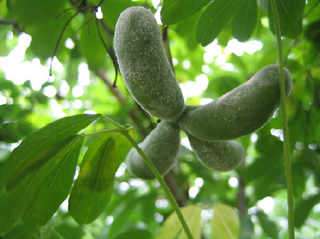과일정원 이미지