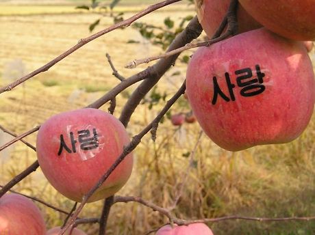 사과나무 이미지