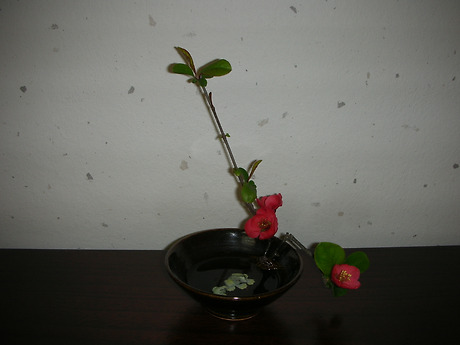 다화주 이미지